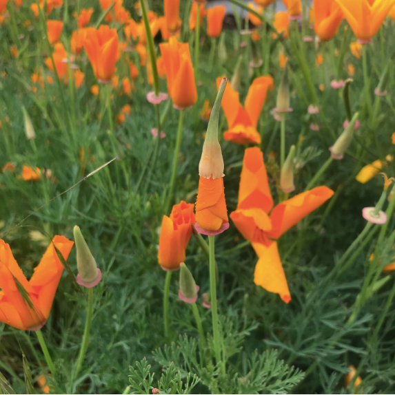 California Poppy!