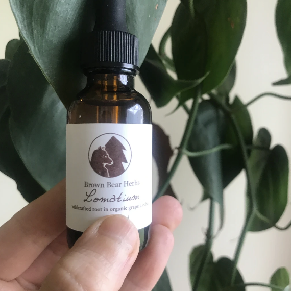 Lomatium: Powerful Herb for flus, lung issues, antiviral, and more