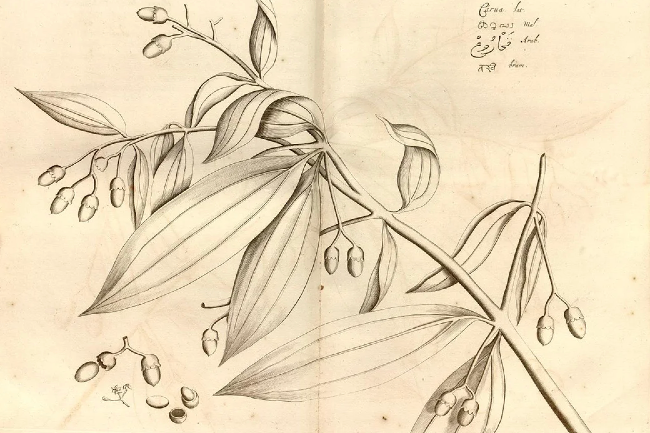 David Frierman, LAc: Guìzhī Tāng 桂枝汤 (Cinnamon Twig Decoction) and "Boundary Problems"