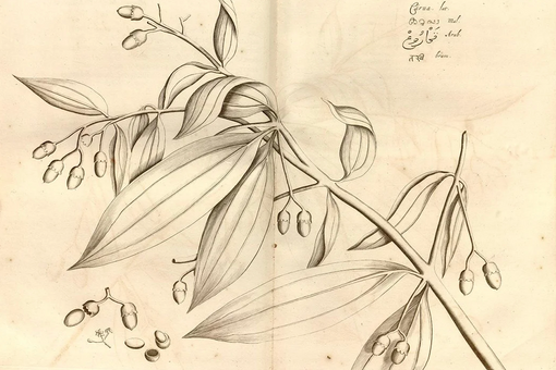 Cinnamon Verum botanical illustration