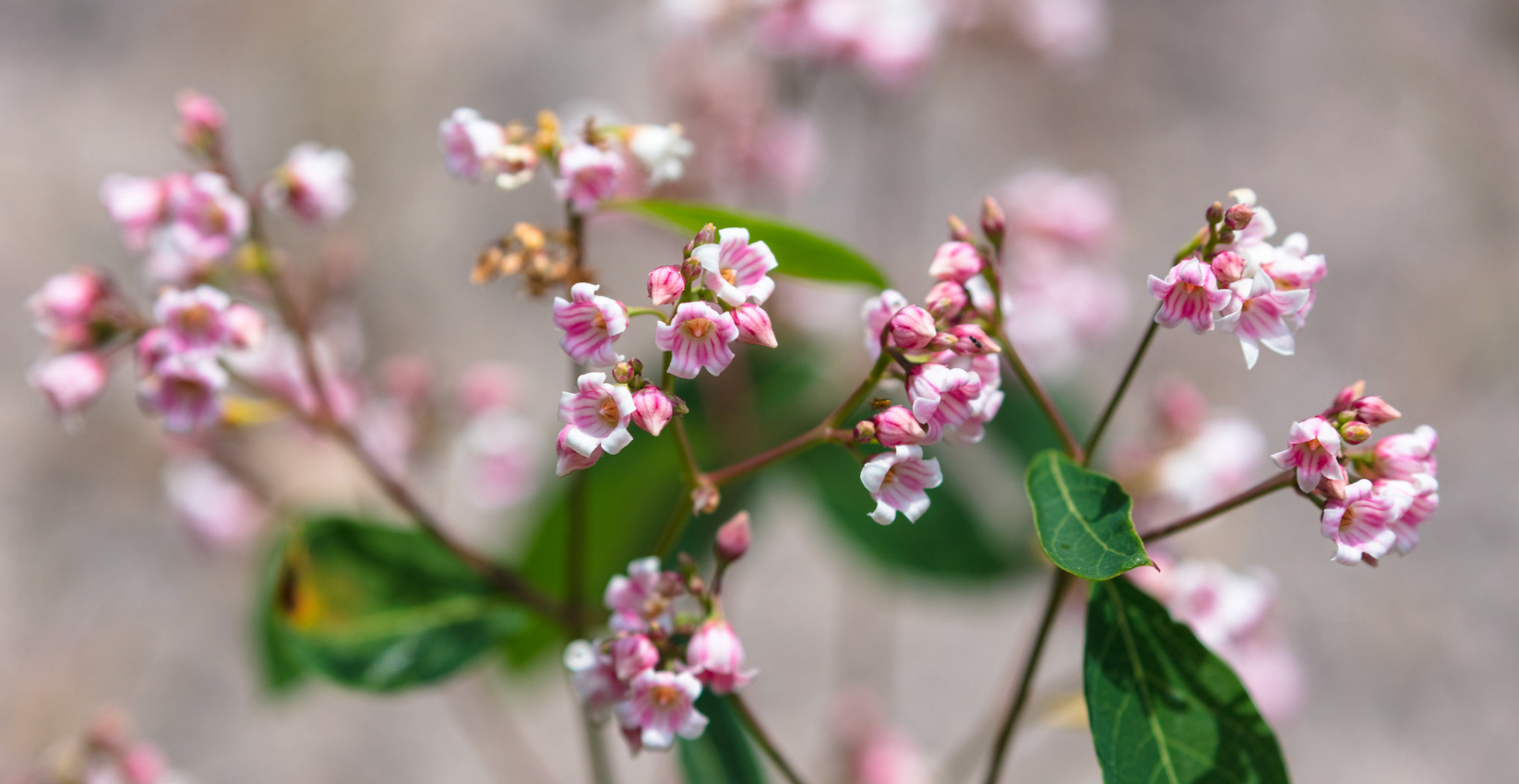 Plant Medicine for Trauma & Resilience