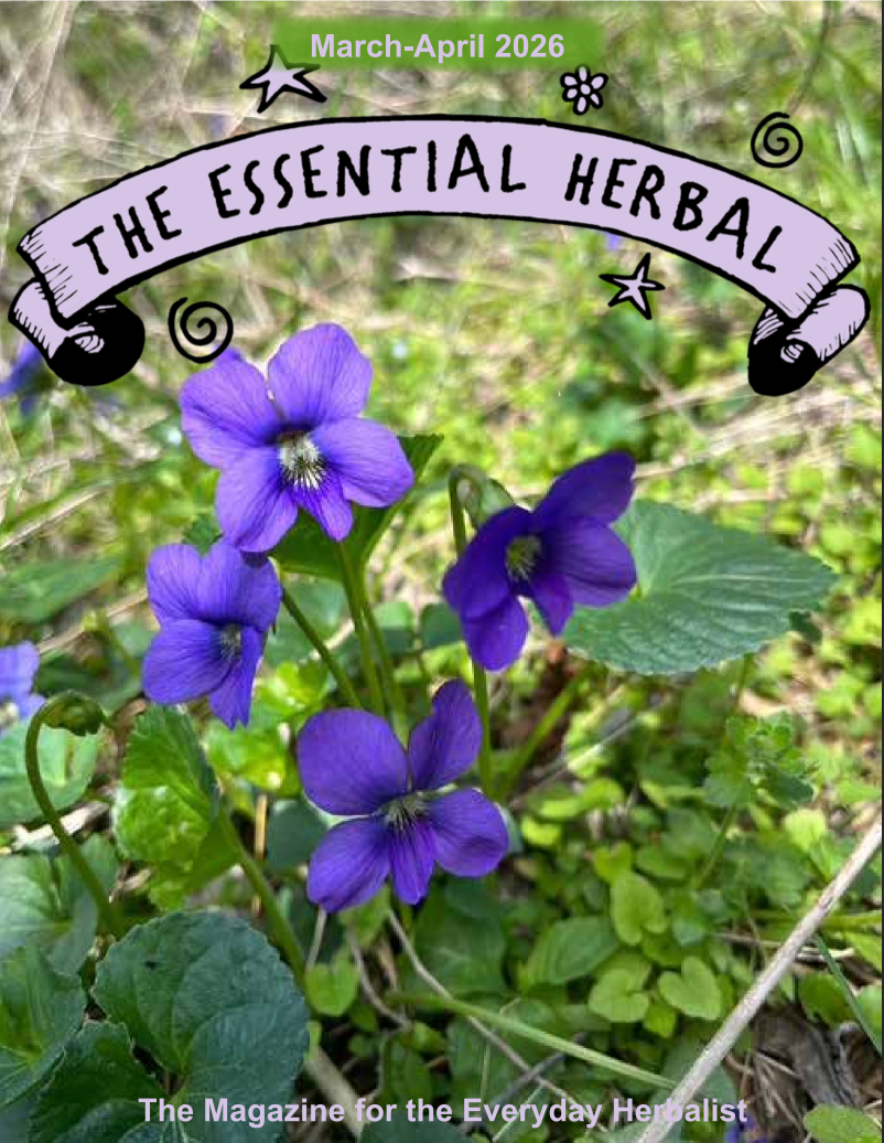 Article, The Essential Herbal: Nettles! Gathering, Preserving, & Sharing