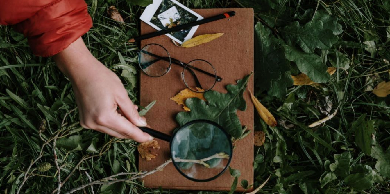 Article (Plant Healer Magazine) The Green Intelligence: Science, Pop Culture, & Dreams by Lily Michaud