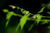 Photograph of skullcap, Scutellaria lateriflora, in flower by Patrick Alexander.