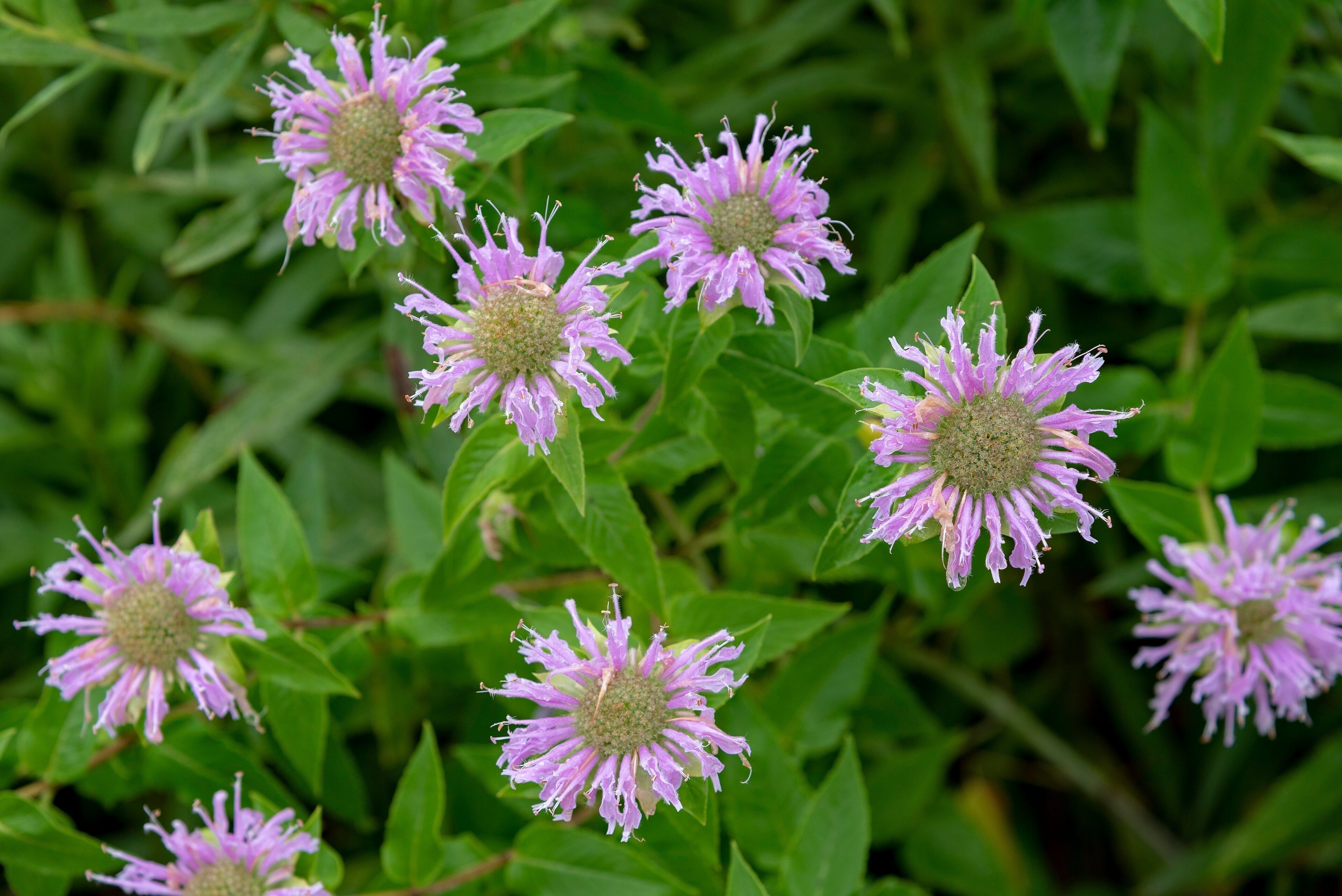 Bee Balm (Monarda Fistulosa), Plant Meditation Club, 2/23/26