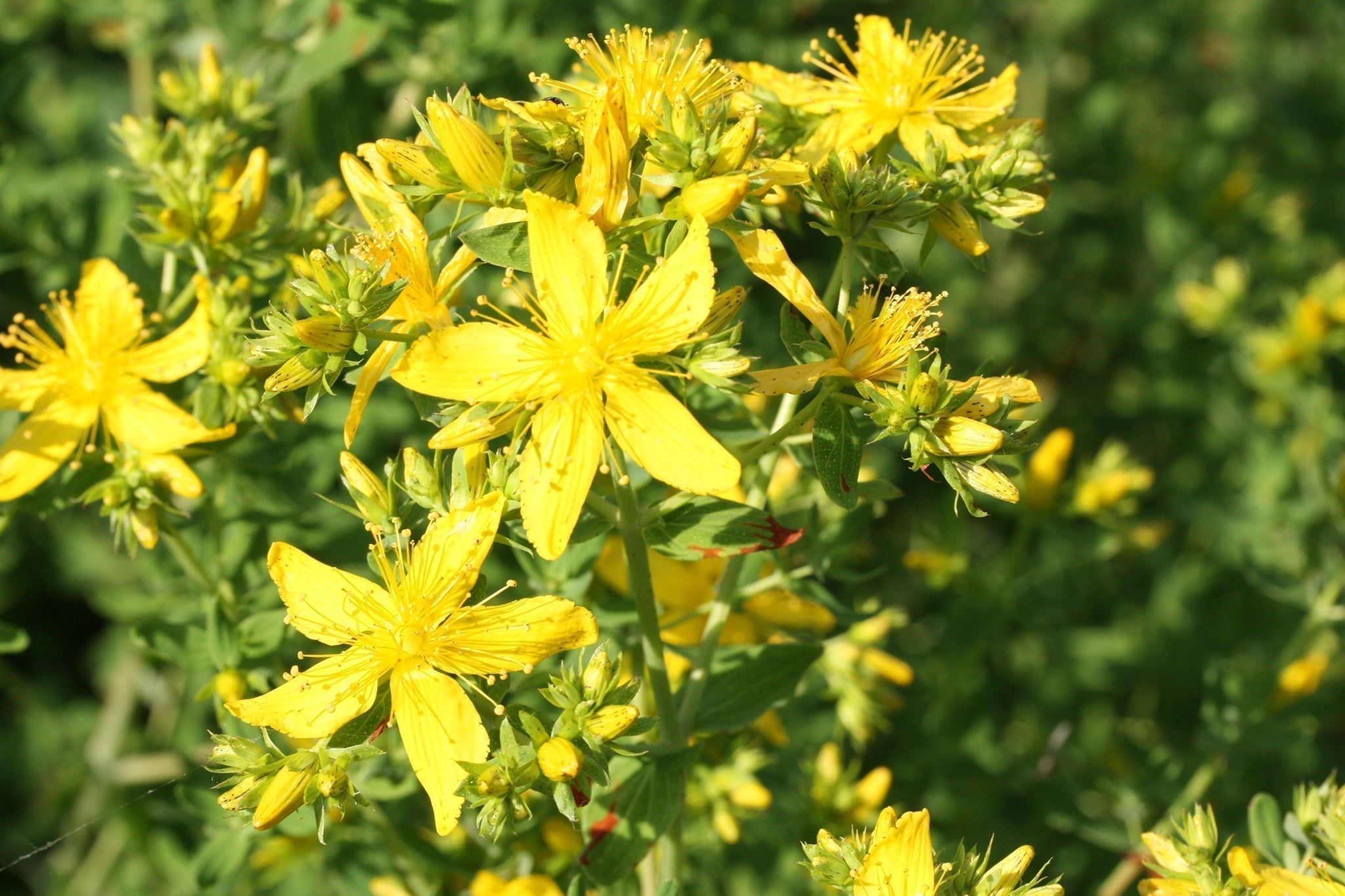 St. John's Wort, Plant Meditation Club, 6/1/26