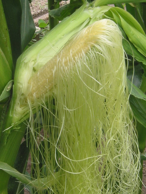 Zea mays, corn silk photography by Rasbak