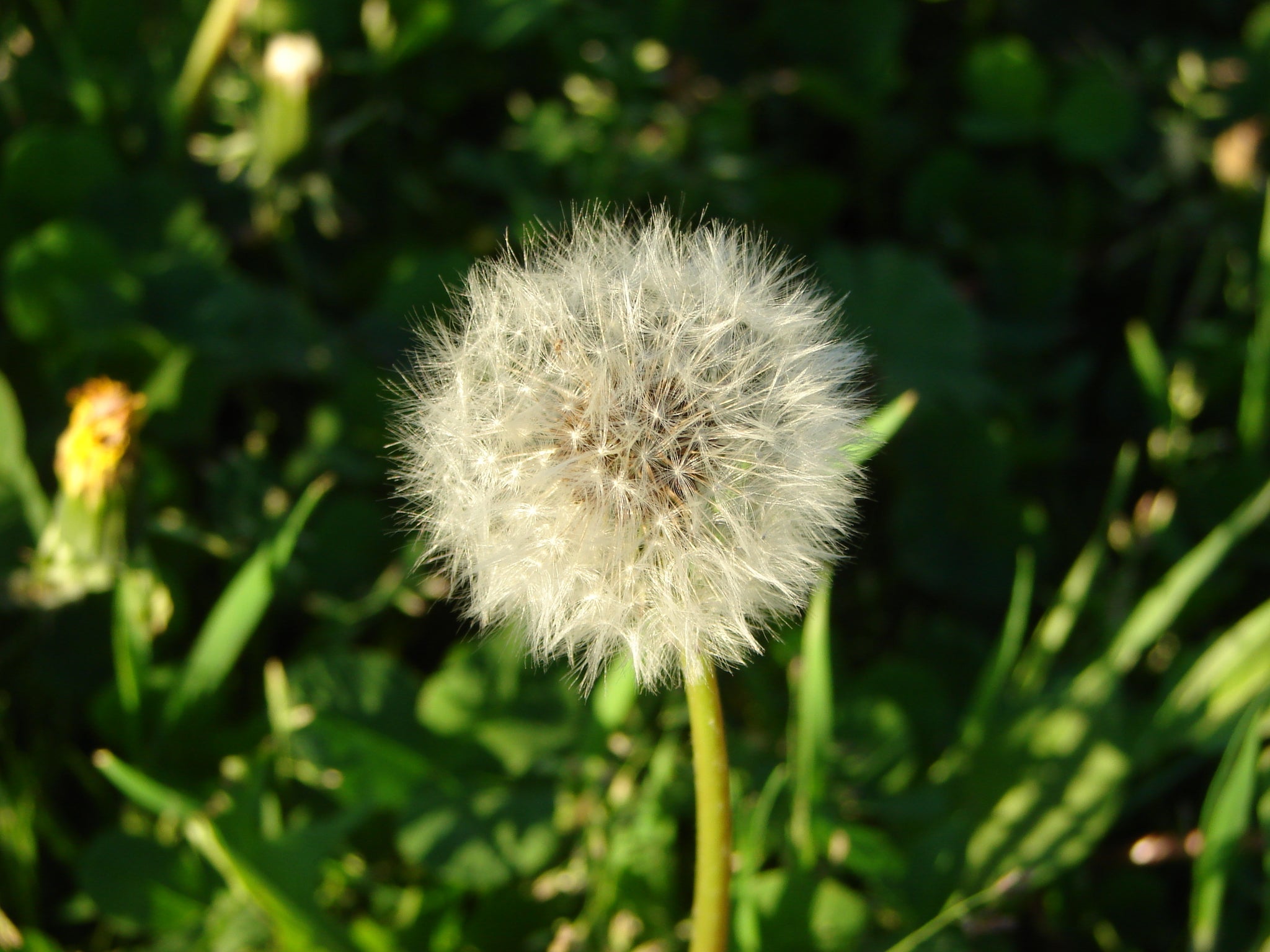 Dandelion, Plant Meditation Club, 4/13/2026