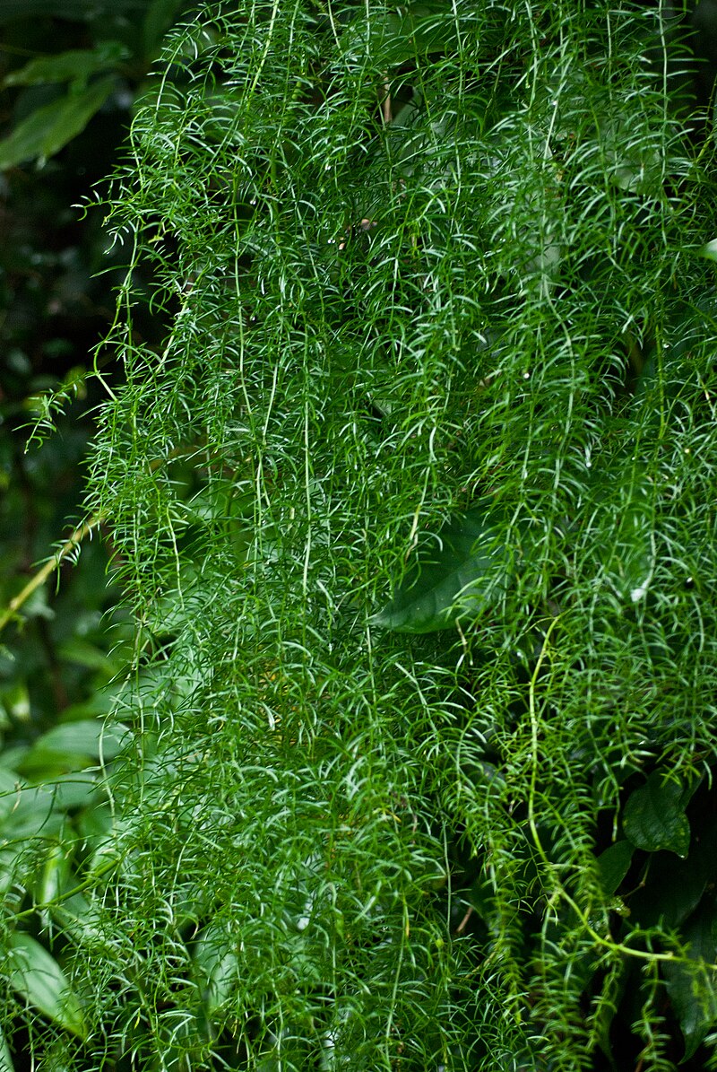 PMC: 天門冬, Tiān Mén Dōng, Asparagus Root: Classical Chinese Medicine Plant Meditation Reveal Date 1/16
