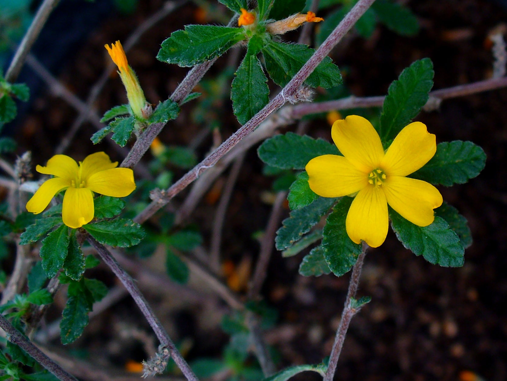 Video: Damiana and Eroticism