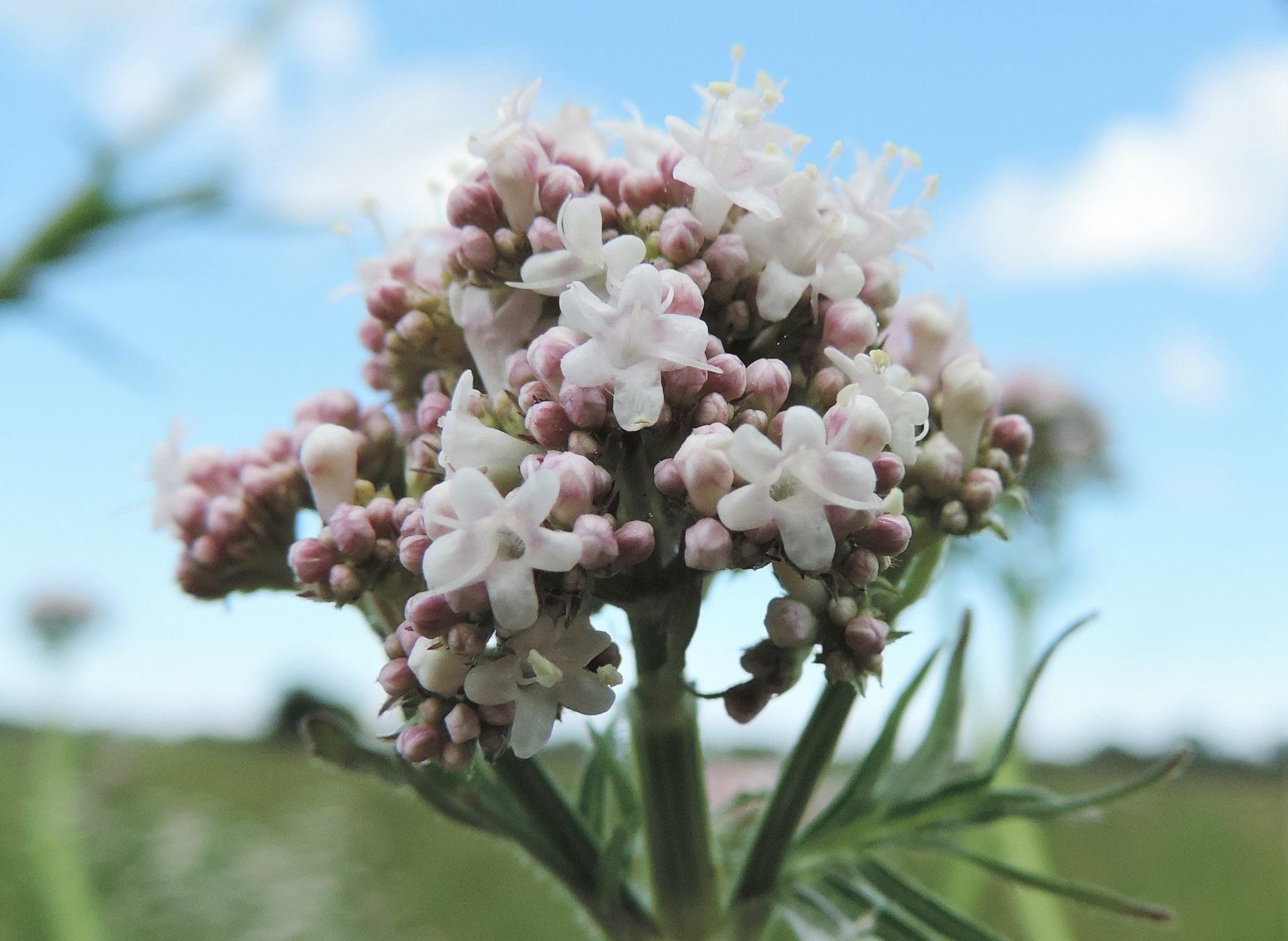 The Magic of Valerian Root: From Stress to Sleep, from Herbalist Amanda Furbee