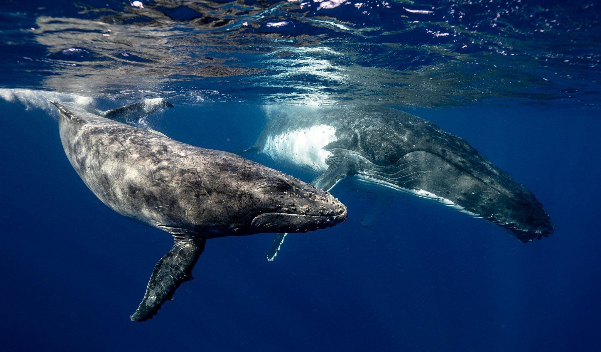Whale Dream