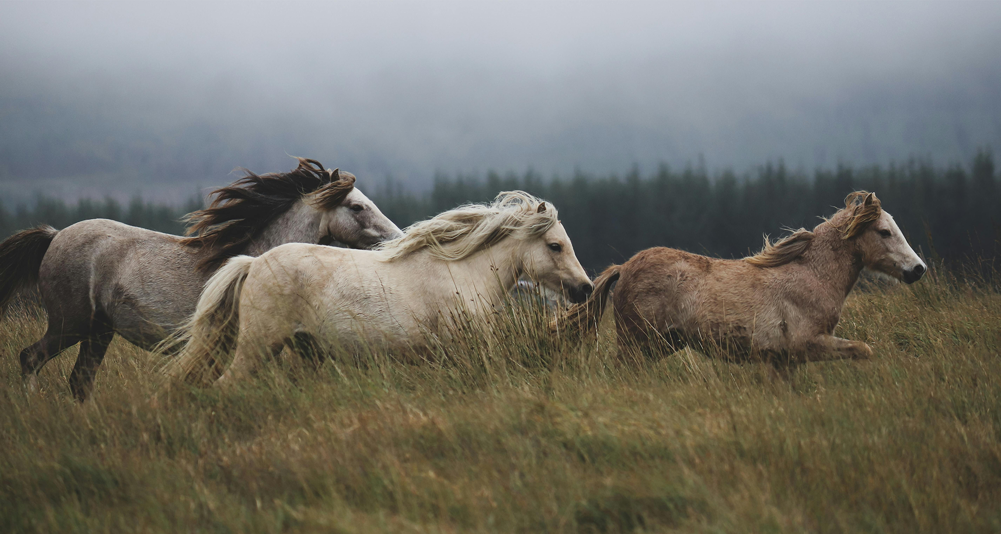 Wild Horses, Animal Meditation Club 1/5/26
