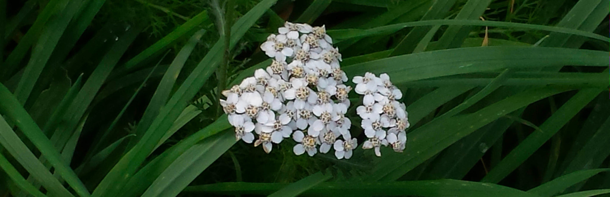 PMC: Yarrow, Reveal Date: 3/22/24