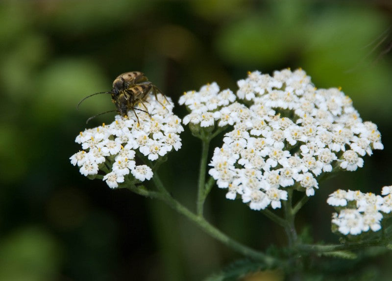 The Magic and Mystery of Yarrow