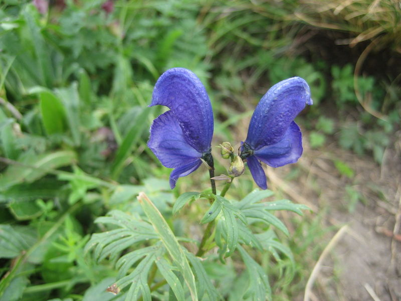 PMC: Fúzǐ (zhi), 附子(製), Aconite as Medicine