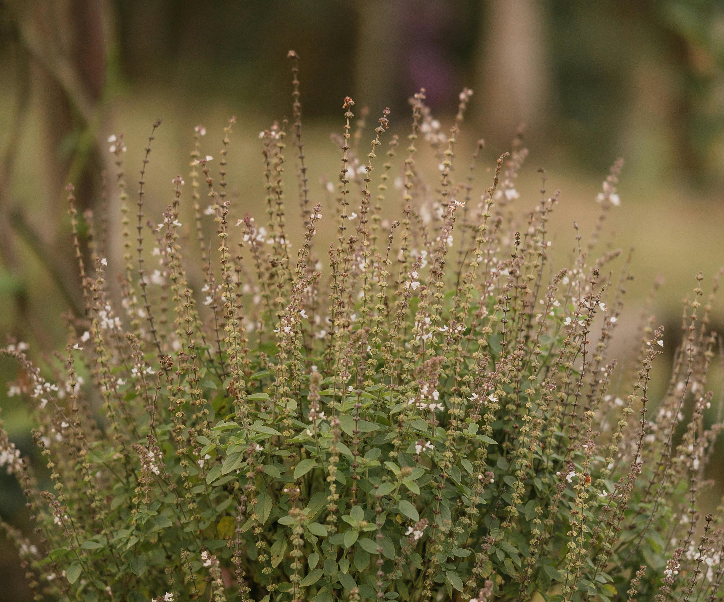 Tulsi, or Holy Basil, Plant Meditation Club, 1/26/26