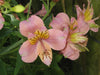 Alstroemeria by Meneerke bloem, color photo, soft pink flower with yellow accents.