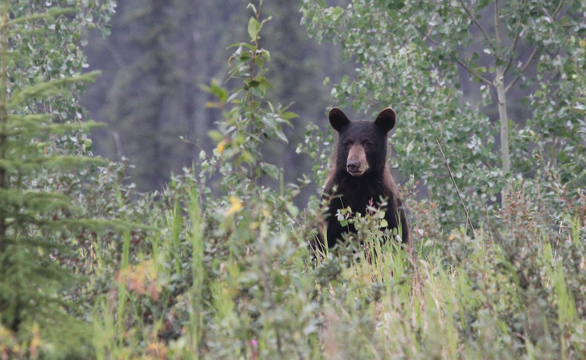 Bear, Animal Meditation Club 12/15/25