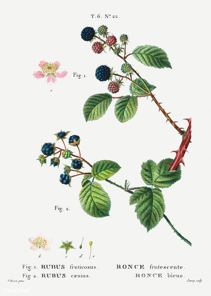 My Four Favorite Weeds--Demand Thriving, Share your Medicine