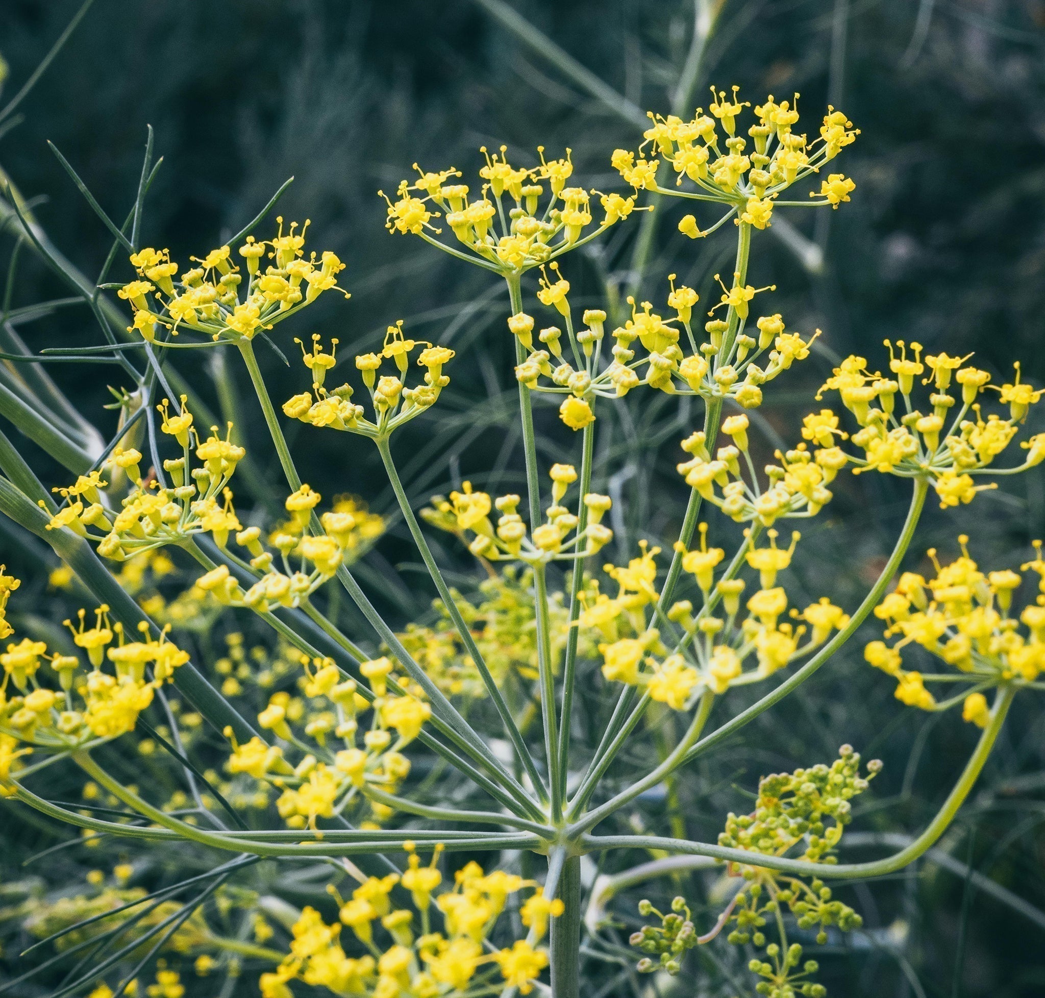 Fennel, Plant Meditation Club, 4/27/2026