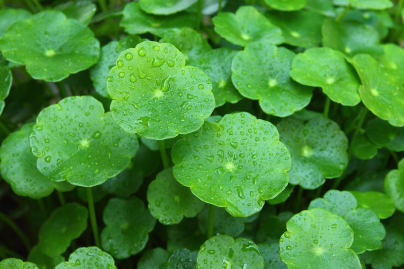 Gotu Kola, super herb