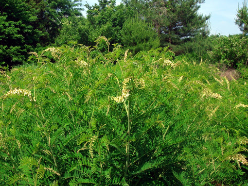 Kū Shēn, 苦参, aka Bitter root, Reveal Date: 10/3/24