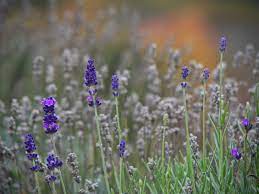 Smoking Lavender, Gentle and Protective