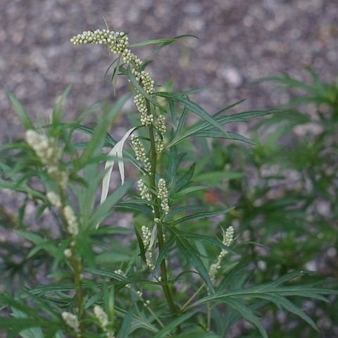 Exploring the Connection between Mugwort and the Moon