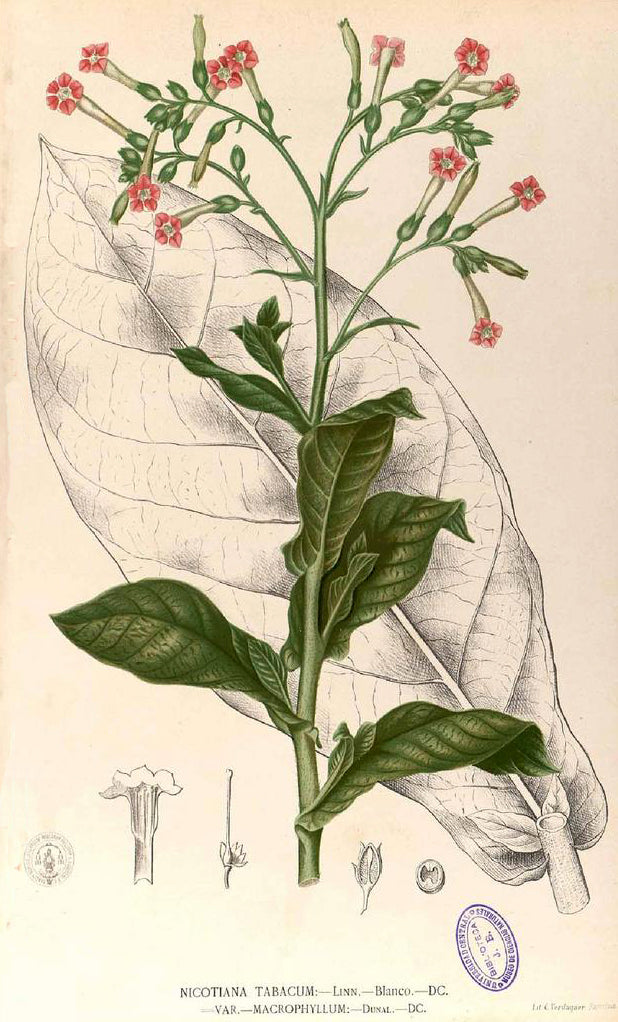 Tobacco Flower essence for Quitting Tobacco?