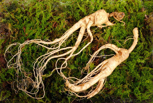 Panax Ginseng fresh root Rénshēn