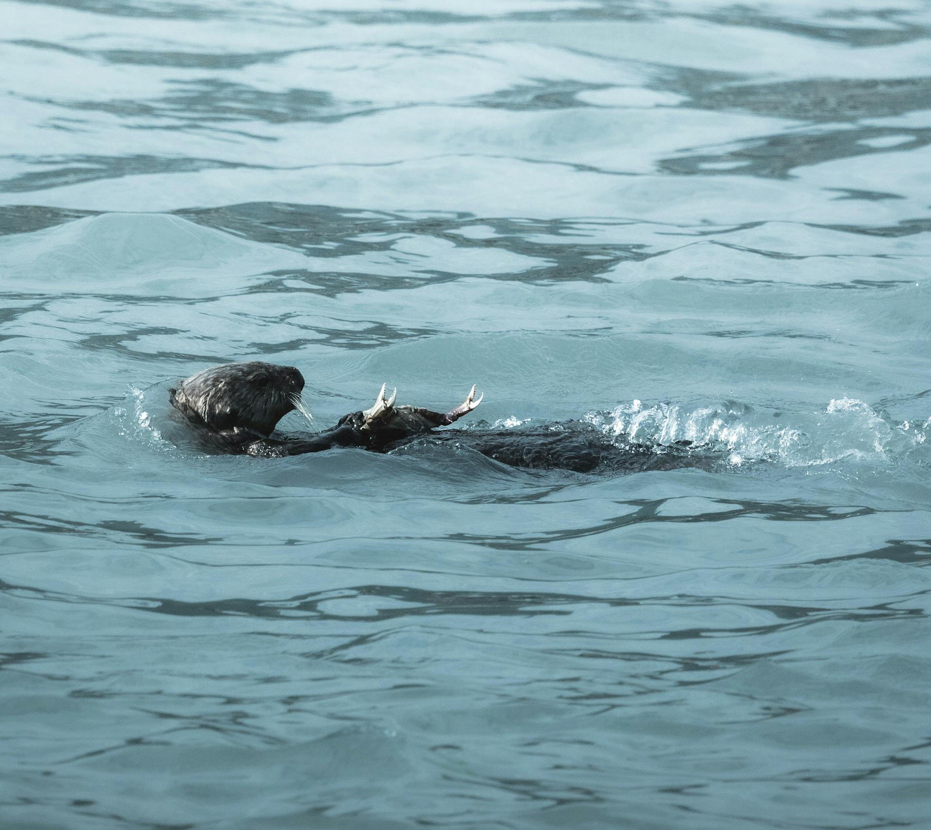 River Otter, Animal Meditation Club 1/19/2026