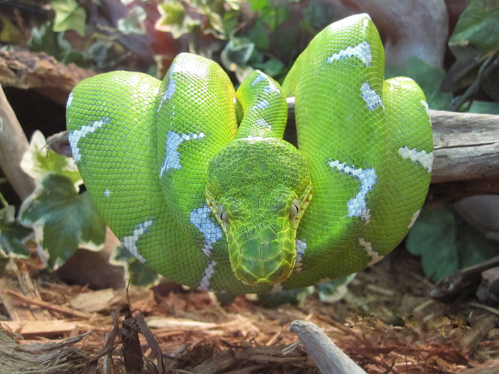 Snake Meditation from Mysteries of the Serpent Essence