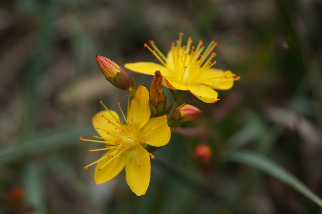 Better Boundaries: Devil's Club, Yarrow, St John's Wort