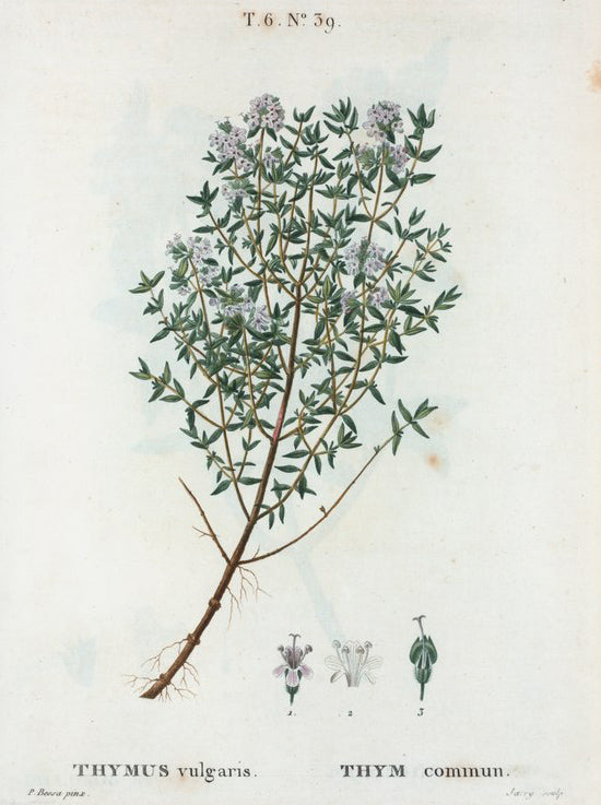 Thyme: Herbs for in the Fight