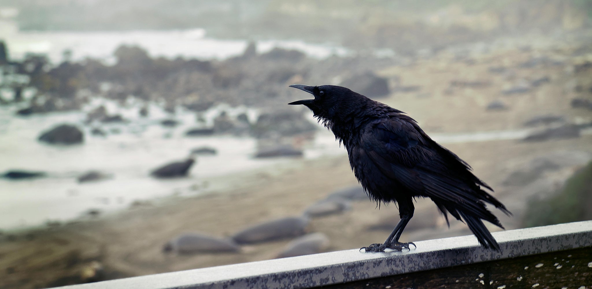 Crow: Animal Meditation Club