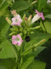 tobacco-flower