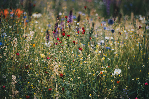 wild flowers