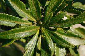 Yerba Santa, Reveal Date: 4/22