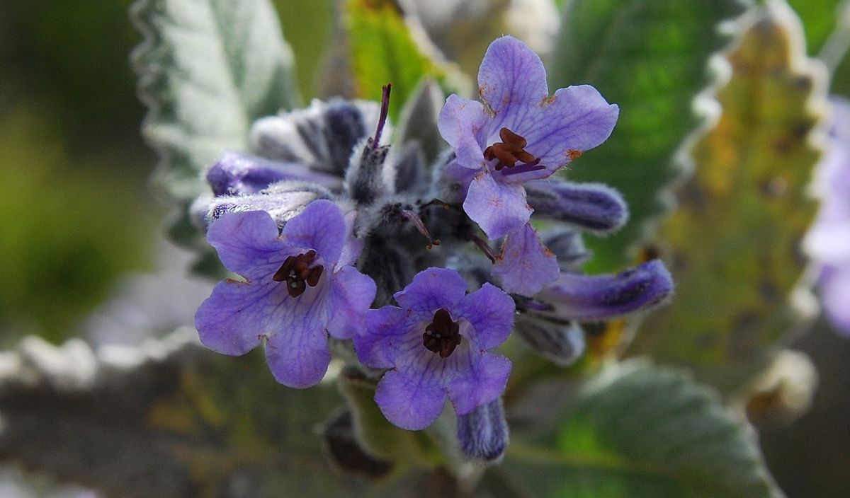 Yerba Santa--breaking through barriers to heal