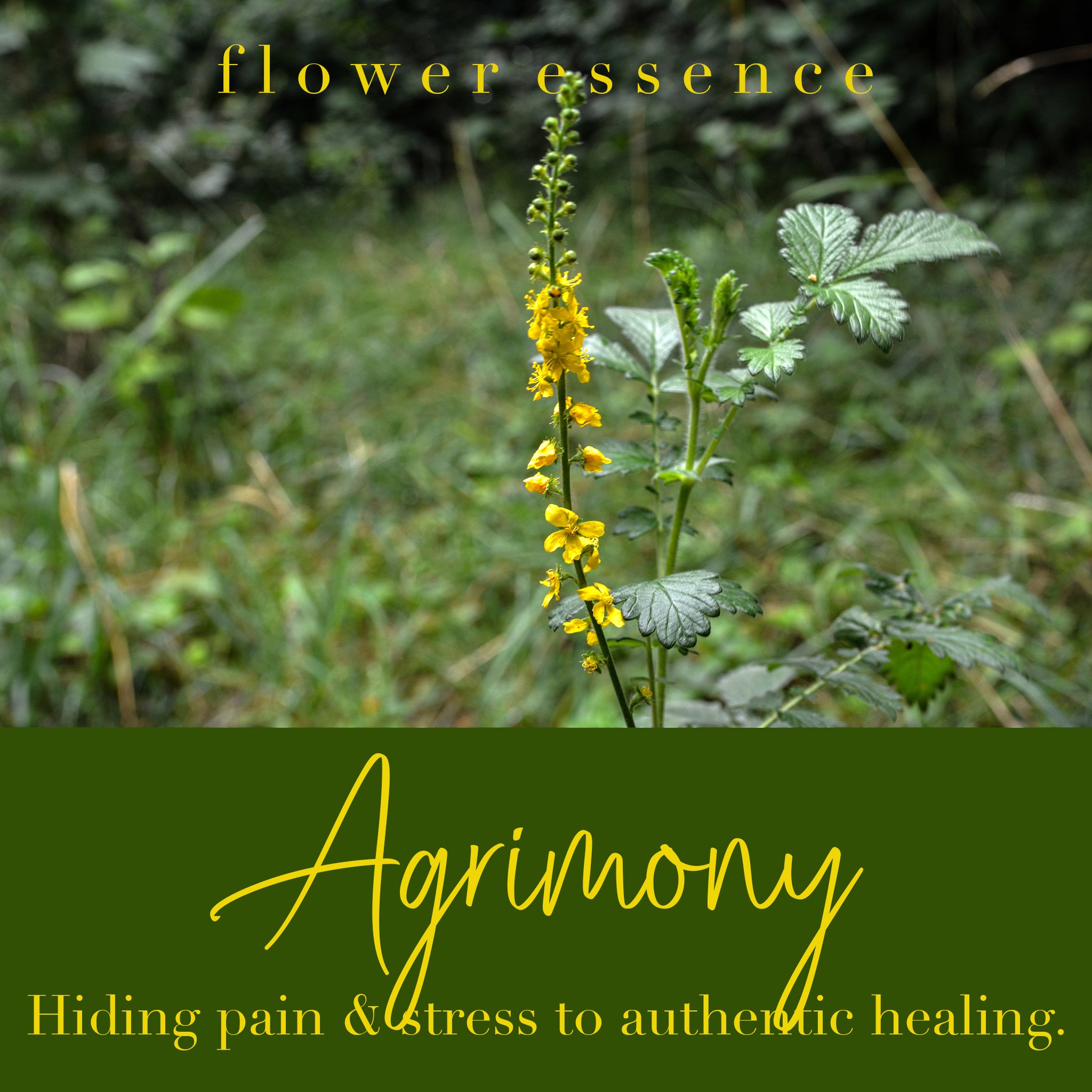 Agrimony Flower Essence