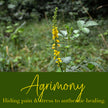 Agrimony Flower Essence