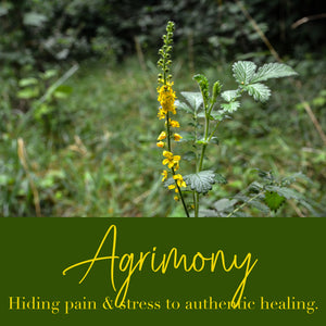 Agrimony Flower Essence