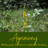 Agrimony Flower Essence