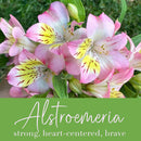 Alstroemeria Flower Essence