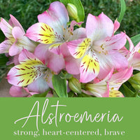Alstroemeria Flower Essence