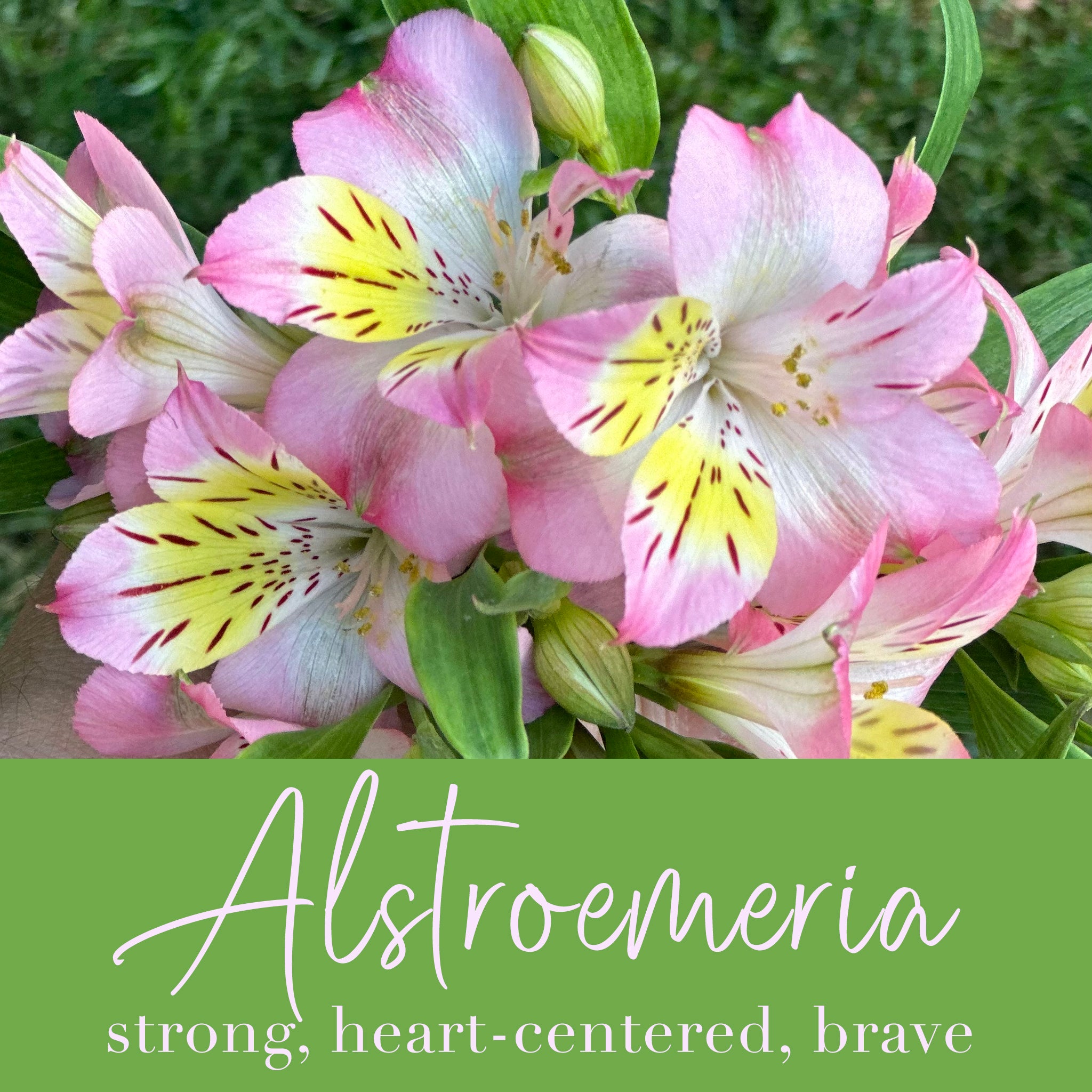 Alstroemeria Flower Essence