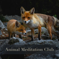 Animal Meditation Club