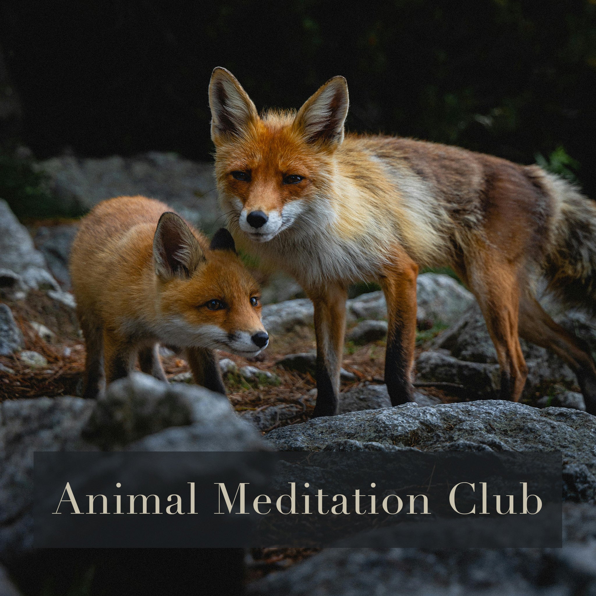 Animal Meditation Club