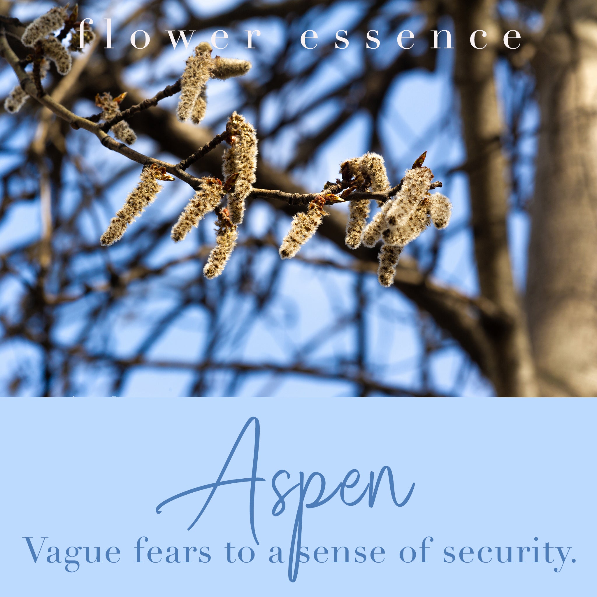 Aspen Flower Essence